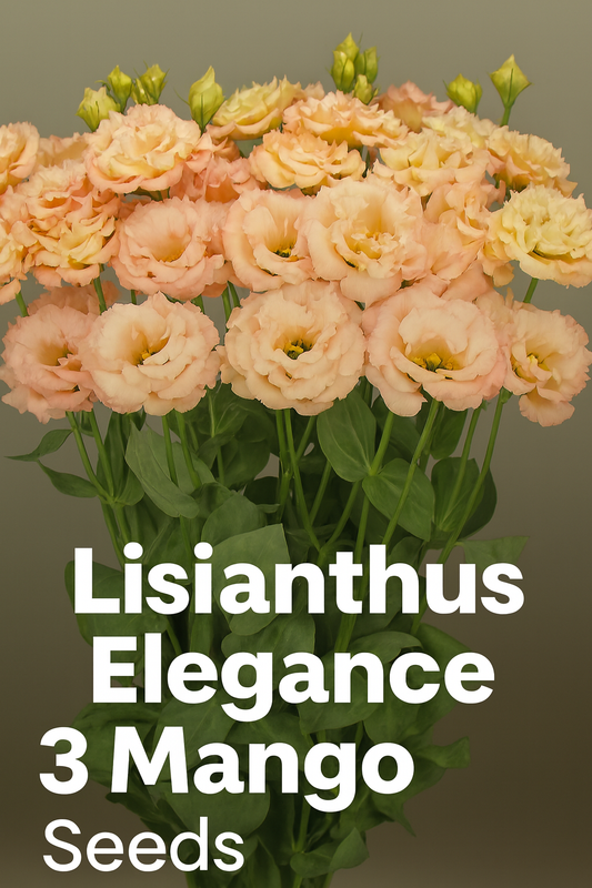 Lisianthus Elegance 3 Mango with peachy-mango blooms and strong green stems, grown from pelleted seeds for premium cut flower arrangements