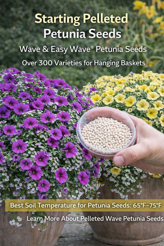 Pelleted petunia seeds with Wave and Easy Wave petunias growing in overflowing hanging baskets and planters