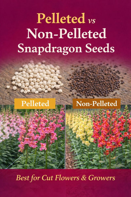 Pelleted and non-pelleted snapdragon seeds grown for cut flower production