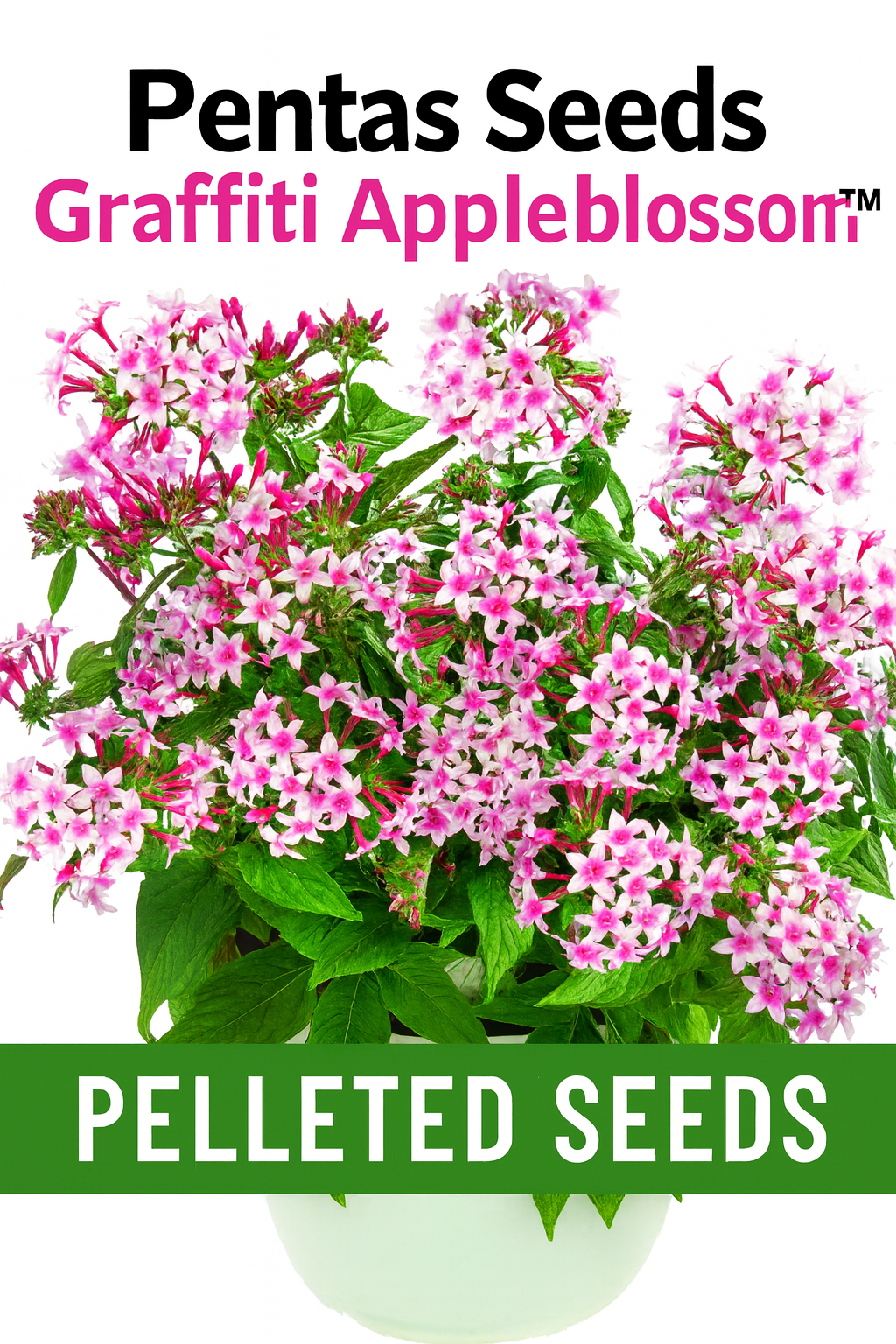 Pentas Graffiti Appleblossom soft pastel blooms from pelleted seeds