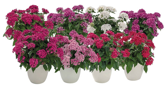Pentas Graffiti Mix star flowers in full bloom with vibrant red, pink, violet, and white clusters.