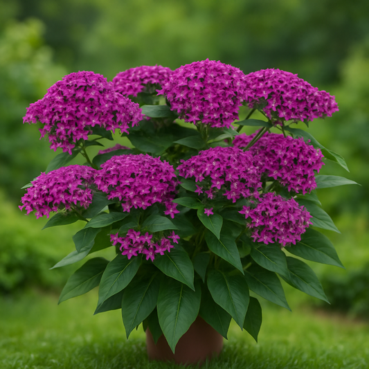 Pentas Graffiti Violet star flowers blooming in clusters with lush green foliage.