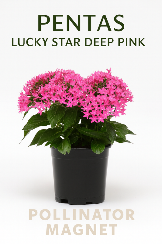 Pentas Lucky Star Deep Pink Pelleted Seeds – vibrant star-shaped pink flowers for pollinator gardens