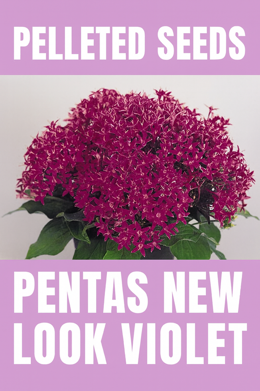 Pentas New Look Violet Pelleted Seeds Blooming Star Flower