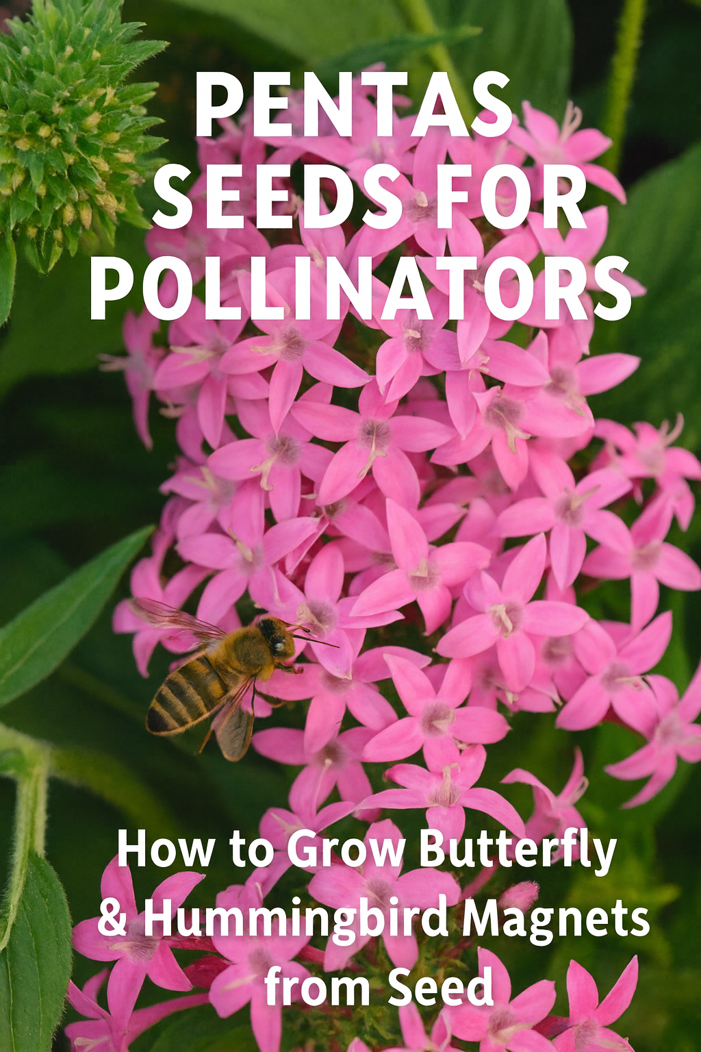 Pink Pentas flowers with a honeybee — how to grow Pentas seeds for pollinator gardens that attract butterflies and hummingbirds.