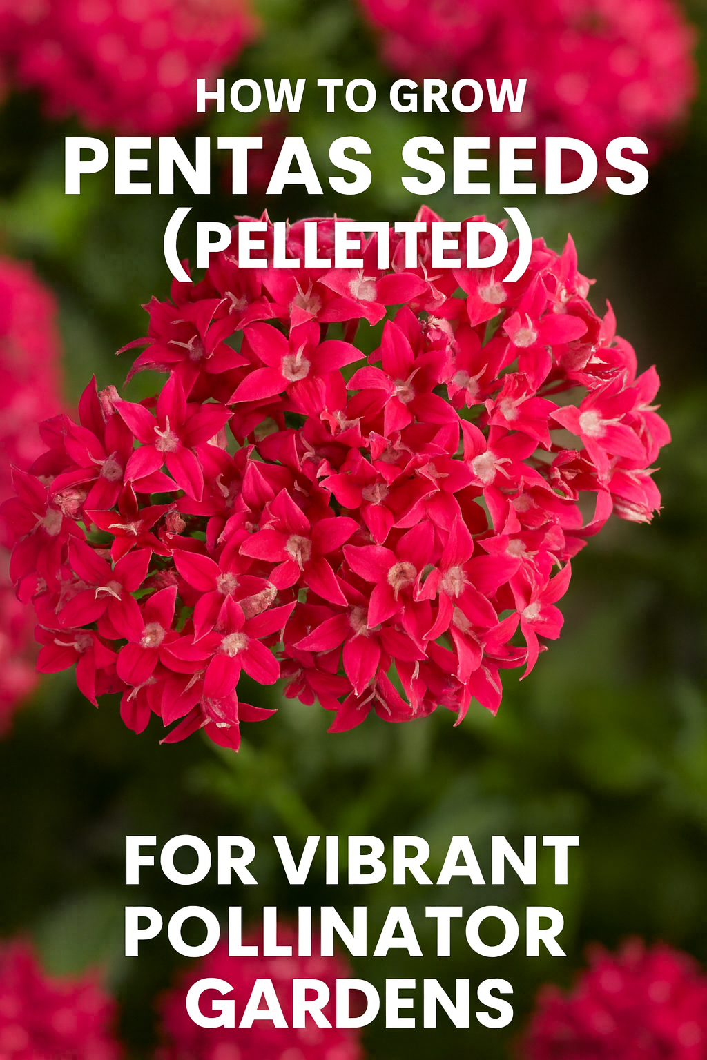 Bright red Pentas flowers in full bloom — learn how to start pelleted Pentas seeds for vibrant pollinator gardens.