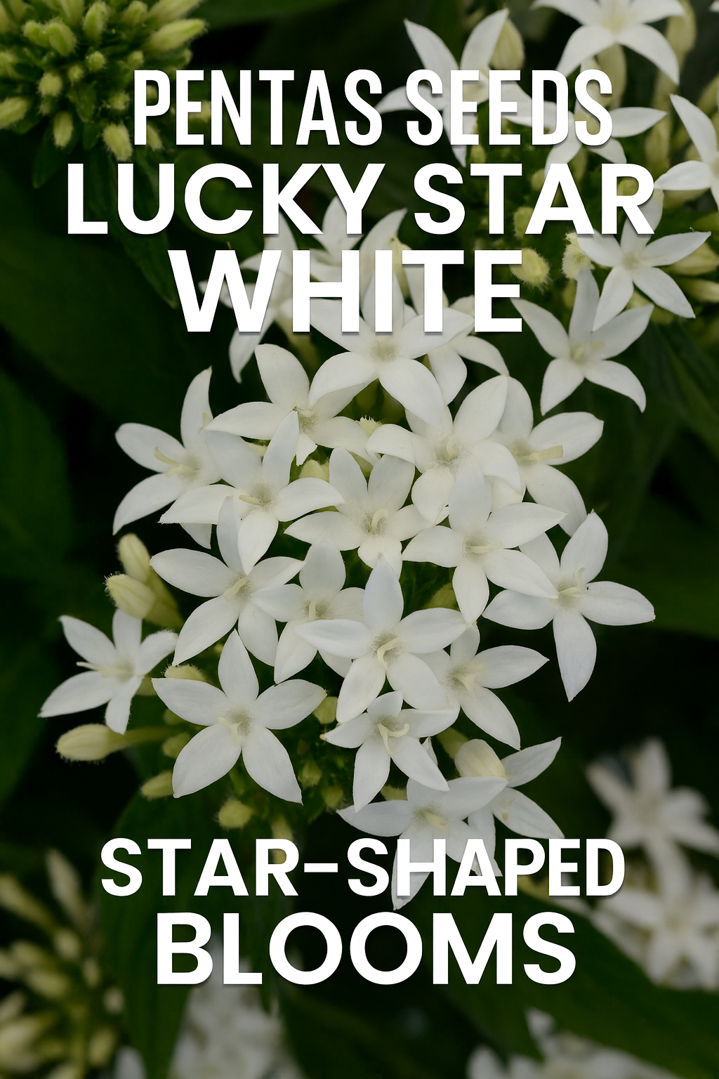 White Pentas Lucky Star flowers blooming in a garden