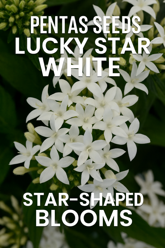 White Pentas Lucky Star flowers blooming in a garden