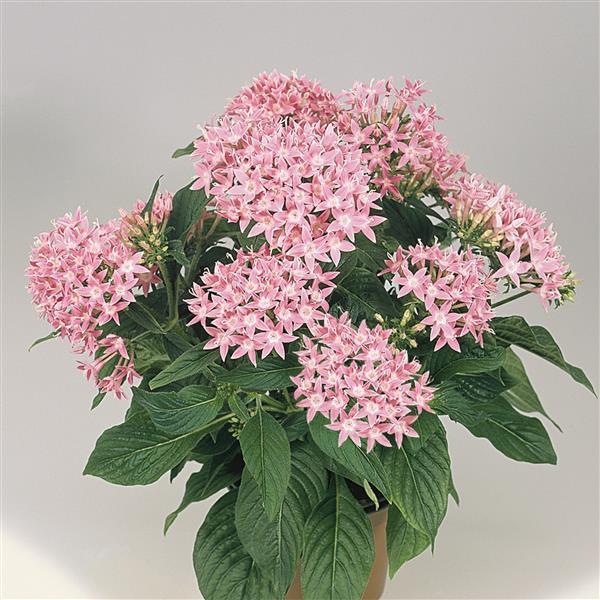 Pentas Graffiti Pink star flowers in bloom with bright clusters of pink petals and green foliage.