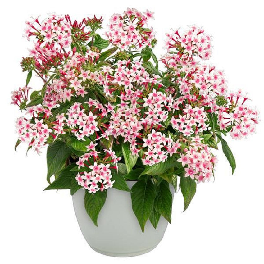 Pentas seeds – complete guide to growing star flowers from seed for pollinators and hummingbirds