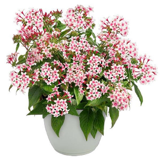 Pentas seeds – complete guide to growing star flowers from seed for pollinators and hummingbirds
