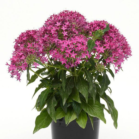 Pentas Lucky Star Violet – best hummingbird and butterfly flower to grow from seed