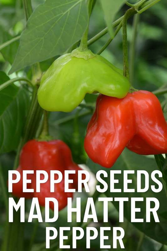 Mad Hatter peppers growing on a plant, unique hat-shaped fruits in red and green stages, a sweet and mildly spicy pepper variety