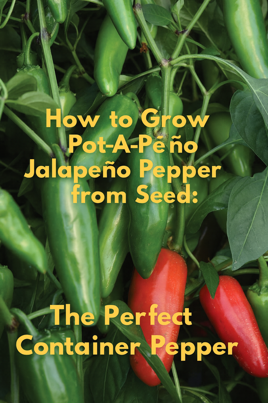 Pot-A-Peño Jalapeño peppers growing on a compact plant with glossy green and red fruits, perfect for container gardening