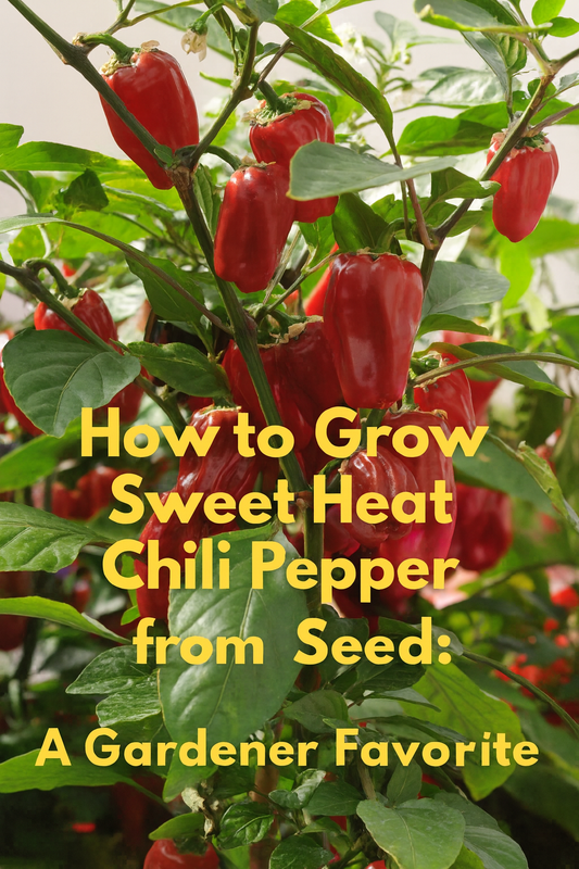 Sweet Heat Chili Pepper plant loaded with bright red peppers, a mild chili variety that combines sweetness with gentle spice