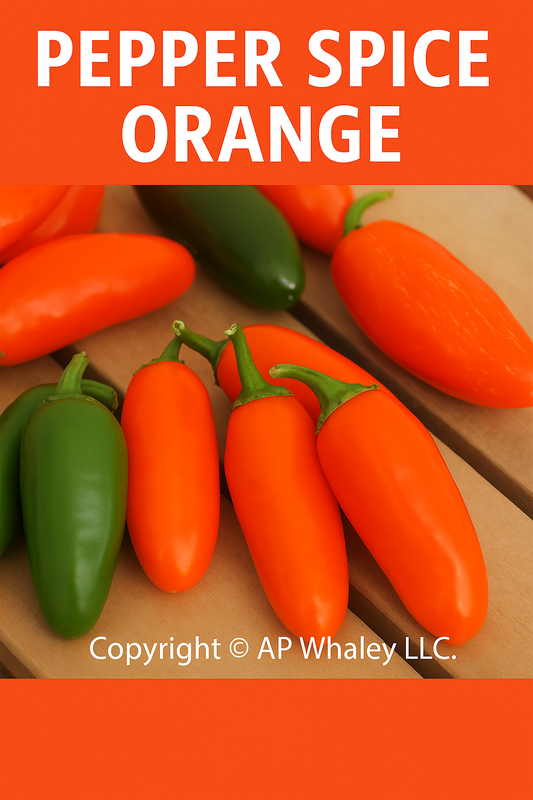 Pepper Spice Orange hot peppers with bright orange glossy fruit and compact growth habit — perfect for gardens, containers, and colorful seasonal displays