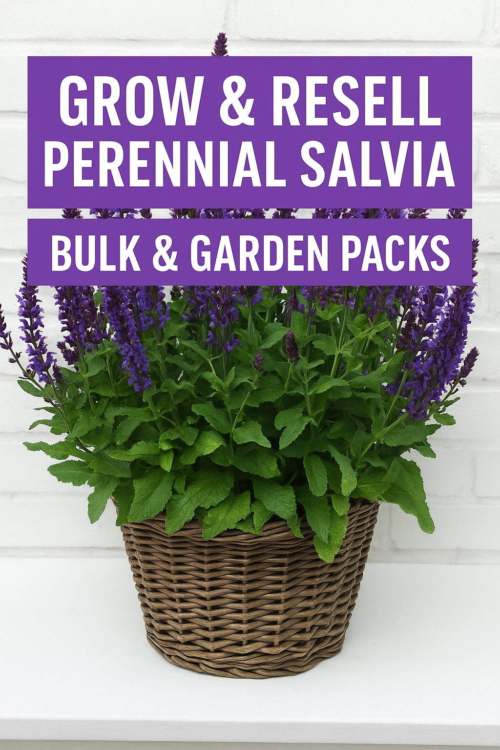 Perennial salvia plants in bloom with vibrant blue and rose flower spikes, ideal for pollinator gardens, perennial borders, and profitable resale in 1-gallon pots