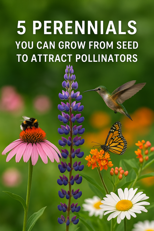 Echinacea, lupine, milkweed, Shasta daisy, and coreopsis flowers attracting pollinators including a bee, butterfly, and hummingbird in a vibrant garden