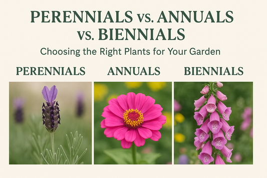Perennials vs Annuals vs Biennials – comparison of zinnias, lavender, foxglove, daisies, and other garden flowers”