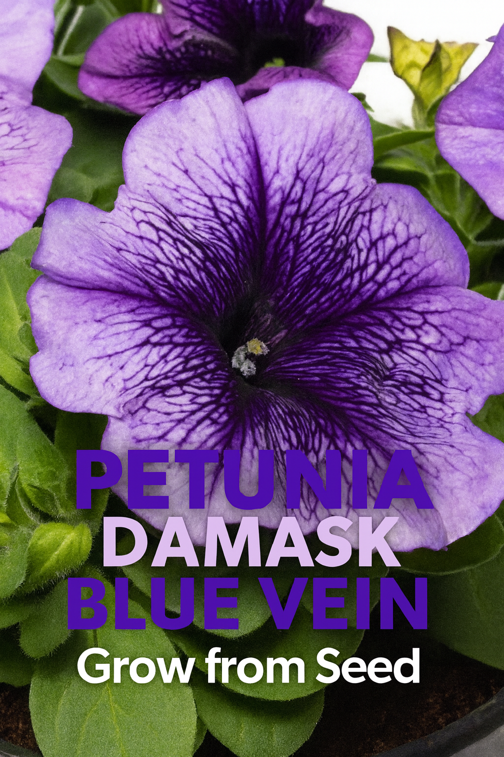 Petunia Damask Blue Vein flowers with lavender-blue petals and dramatic deep purple veins, ideal for hanging baskets, containers, and garden beds