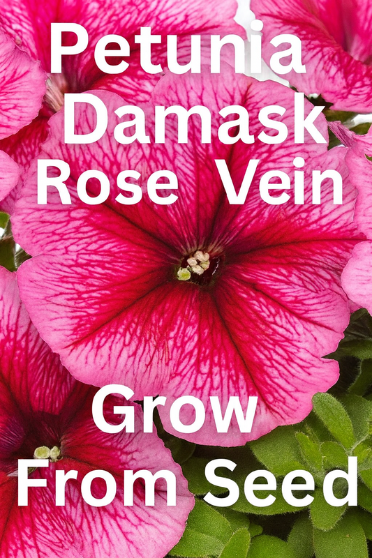 Petunia Damask Rose Vein flowers with soft rose-pink petals and darker veins, trailing in containers and hanging baskets