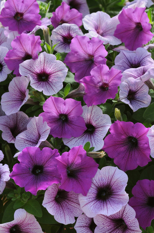"Colorful Easy Wave petunias cascading from a hanging basket – best petunia variety for trailing blooms"