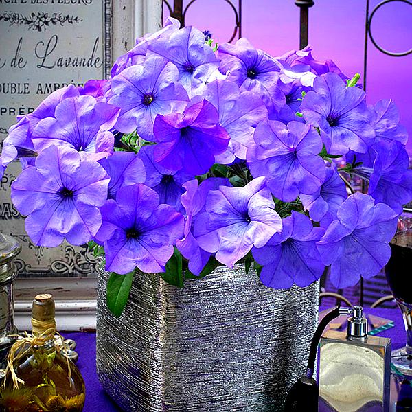 #EveningScentsation #PetuniaSeeds #TrailingPetunias #FragrantFlowers #BluePetunias #SummerBlooms #HangingBasketFlowers #ContainerGardening #PelletedPetuniaSeeds #GardenFragrance #AllAmericaSelections