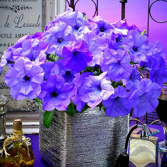 #EveningScentsation #PetuniaSeeds #TrailingPetunias #FragrantFlowers #BluePetunias #SummerBlooms #HangingBasketFlowers #ContainerGardening #PelletedPetuniaSeeds #GardenFragrance #AllAmericaSelections