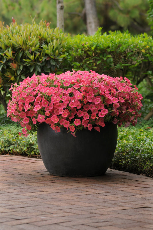 “Petunia Shock Wave® Coral Crush blooming in a container with vibrant coral-pink flowers and glossy green foliage.”