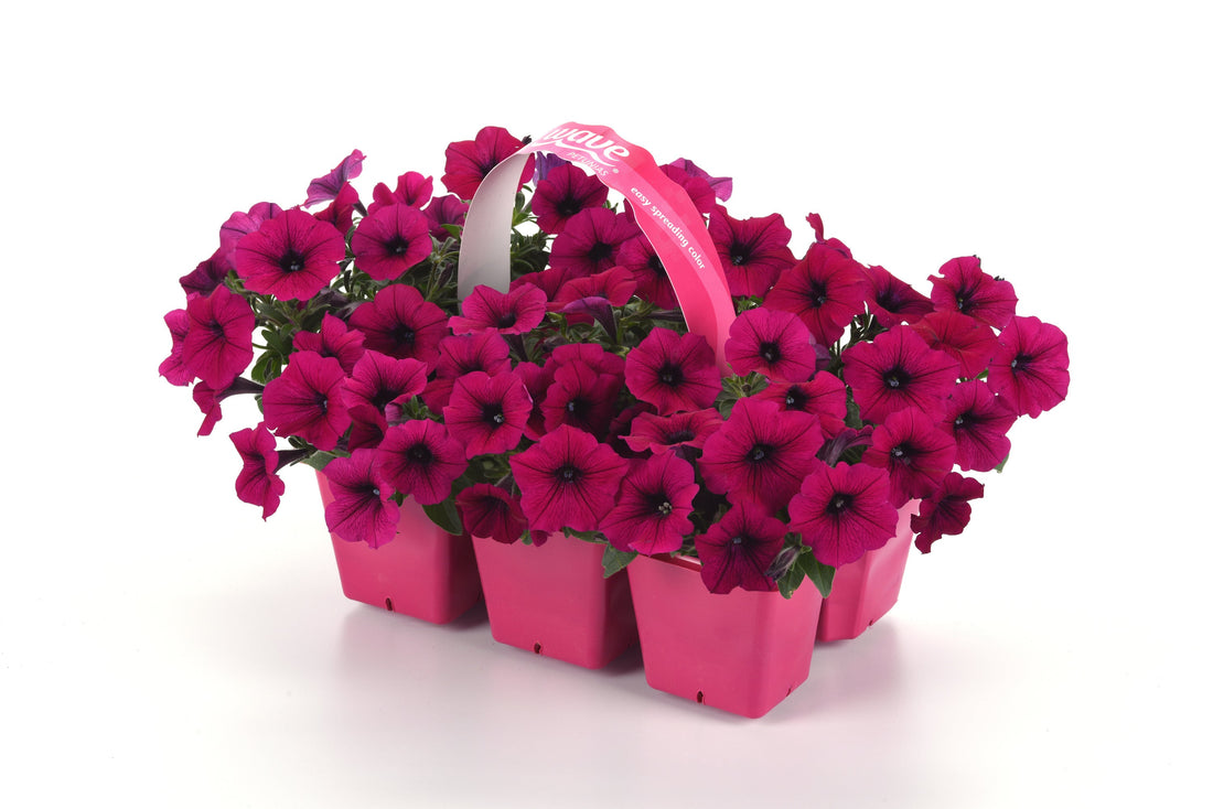"Petunia Shock Wave® Deep Purple in full bloom with rich violet flowers trailing over the edge of a hanging basket."