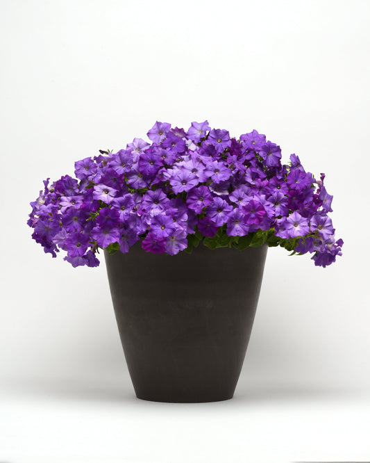 "Petunia Shock Wave® Denim flowers in soft blue and lavender hues cascading from a garden planter."