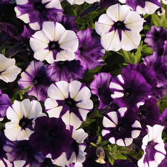 Vibrant Shock Wave® Petunia Purple Tie Dye blooms with marbled purple, lavender, and white petals spilling from a container garden