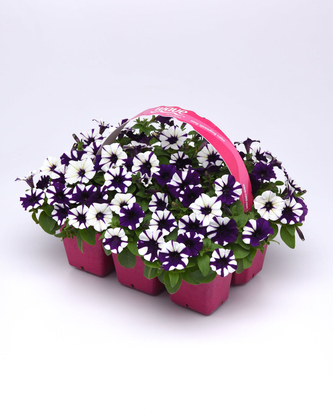 "Vibrant blooms of Petunia Shock Wave® Purple Tie Dye cascading from a hanging basket with deep purple and white marbled petals."