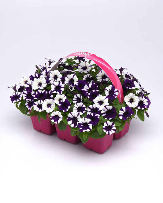 "Vibrant blooms of Petunia Shock Wave® Purple Tie Dye cascading from a hanging basket with deep purple and white marbled petals."