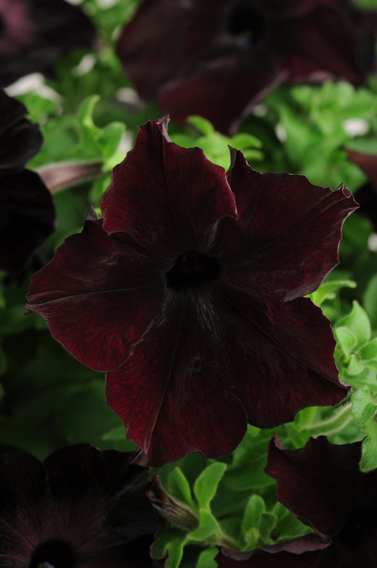 “Petunia Sophistica® Blackberry flowers in rich dark purple-black hues blooming in a modern garden container.”