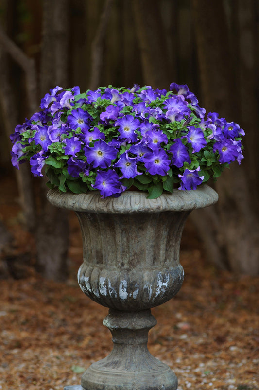 "Petunia Sophistica® Blue Morn flowers with pale yellow centers and lavender-blue outer petals blooming in a summer garden."