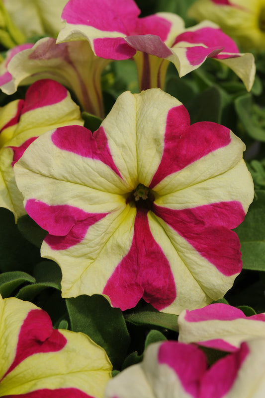 “Petunia Sophistica Lime Bi Color flowers with lime-green petals and soft rose-pink edges blooming in a modern container.”