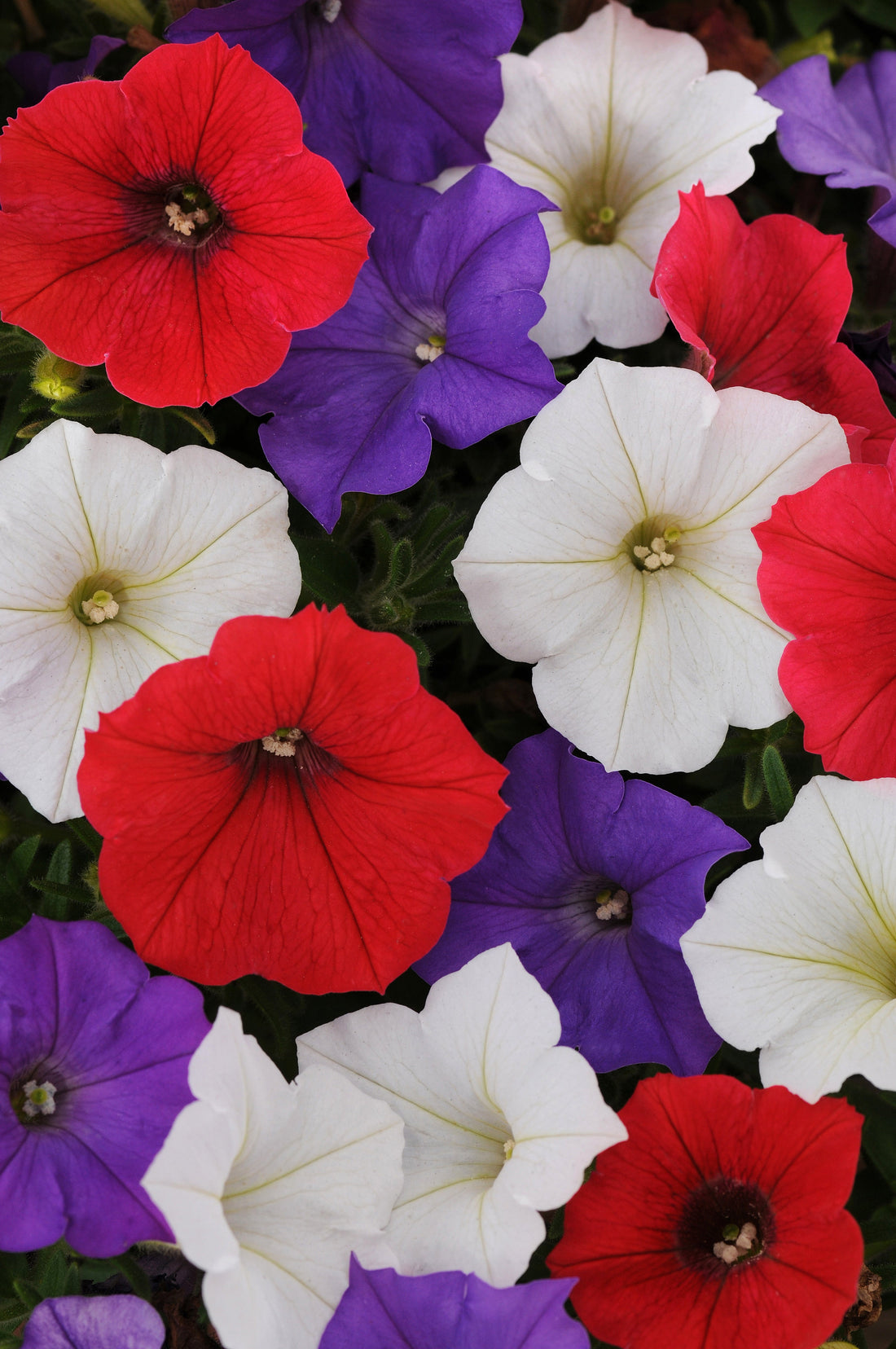 "Mixed Petunia Shock Wave® colors including Purple Tie Dye, Deep Purple, Coconut, and Denim trailing from a container garden."