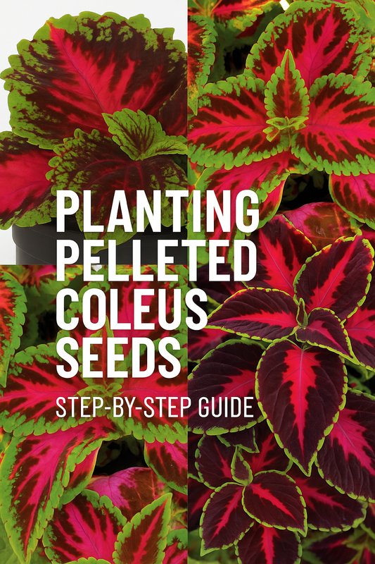 Brightly colored coleus plants grown from pelleted coleus seeds, showing vibrant foliage in shades of green, red, and pink — perfect for gardens and containers