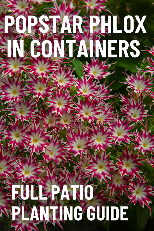 Popstar Phlox flowers in bright pink and white star-shaped blooms — Pinterest thumbnail for Popstar Phlox in Containers Best Potting & Care Guide