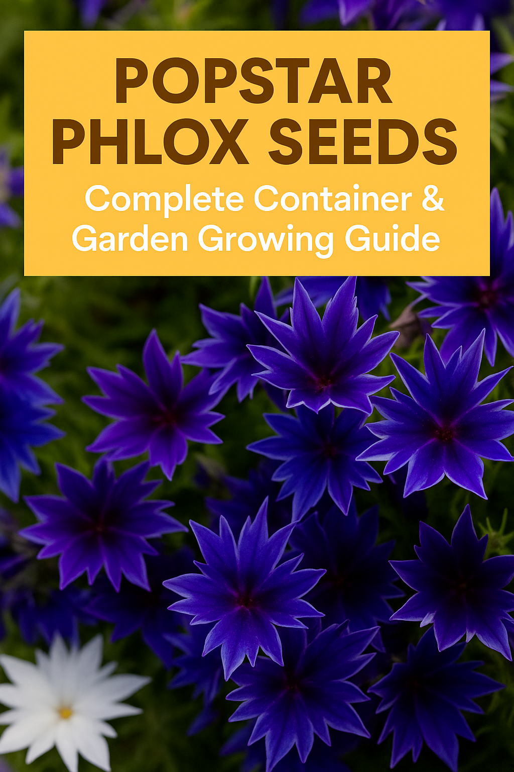 Deep blue Popstar Phlox flowers blooming — Pinterest graphic for Popstar Phlox Seeds Complete Container & Garden Growing Guide