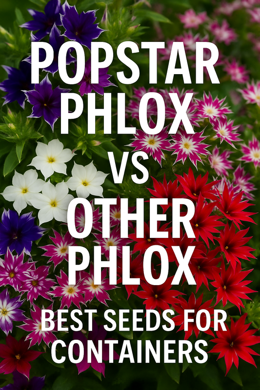 Popstar Phlox compared to other phlox varieties — star-shaped blooms in multiple bright colors, Pinterest thumbnail for Popstar Phlox vs Other Phlox Varieties Best Seeds for Containers