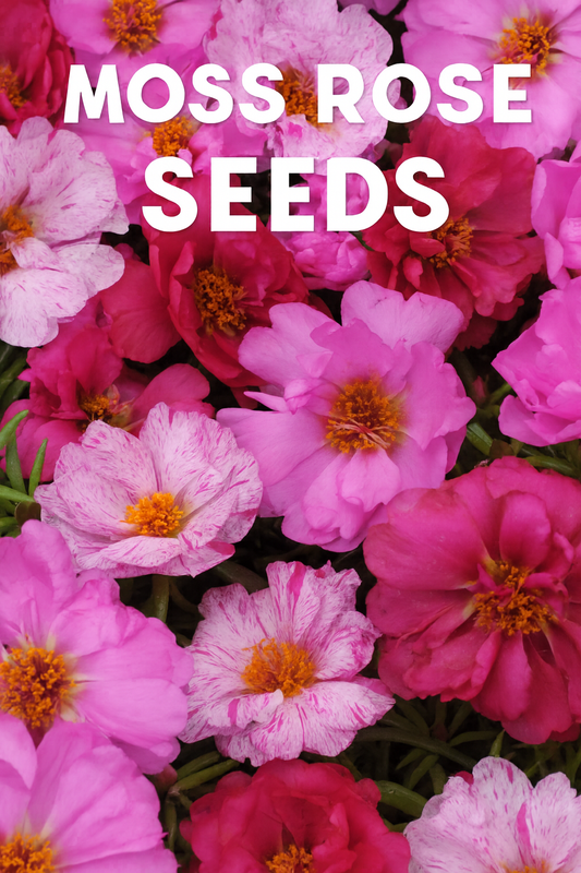 Pink and magenta Portulaca moss rose flowers in bloom, including grandiflora types, used to illustrate how to grow Portulaca seeds for ground cover and summer color
