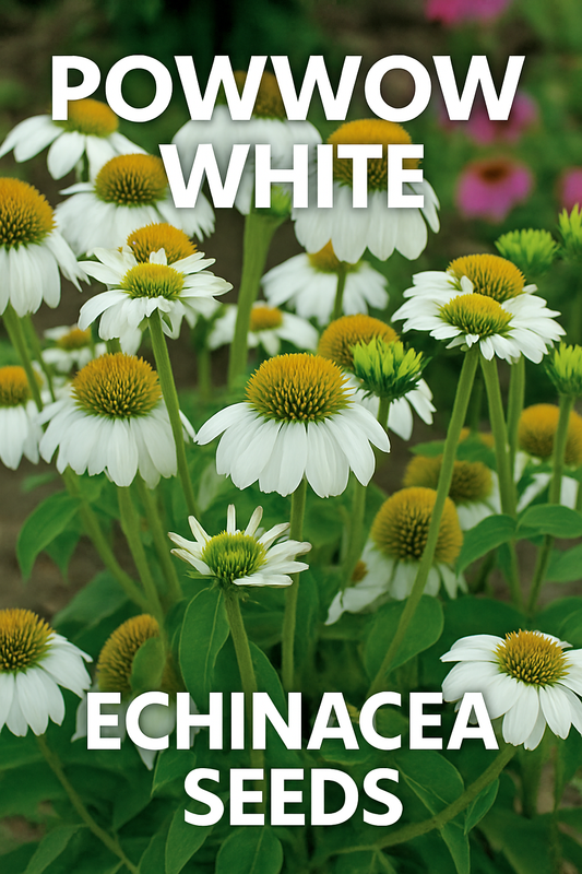 PowWow® White Echinacea Coneflower with pure white petals and golden-orange cone centers blooming in summer garden