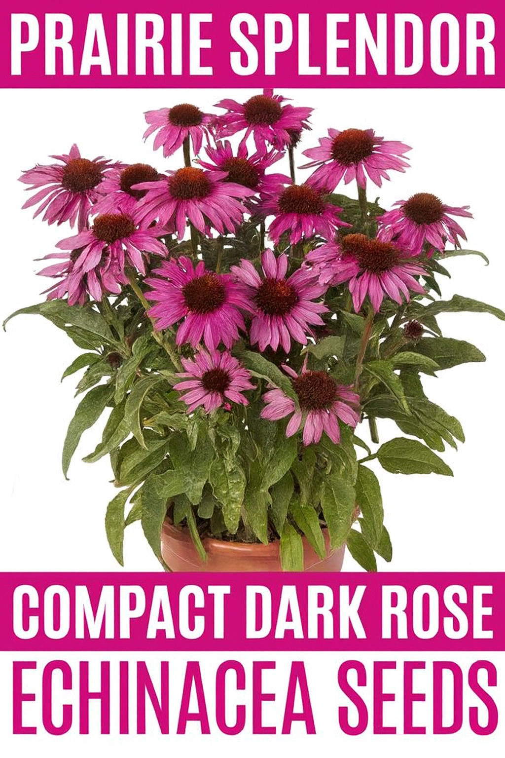 Prairie Splendor Compact Dark Rose Echinacea blooming with deep rose petals and bronze cone centers in summer