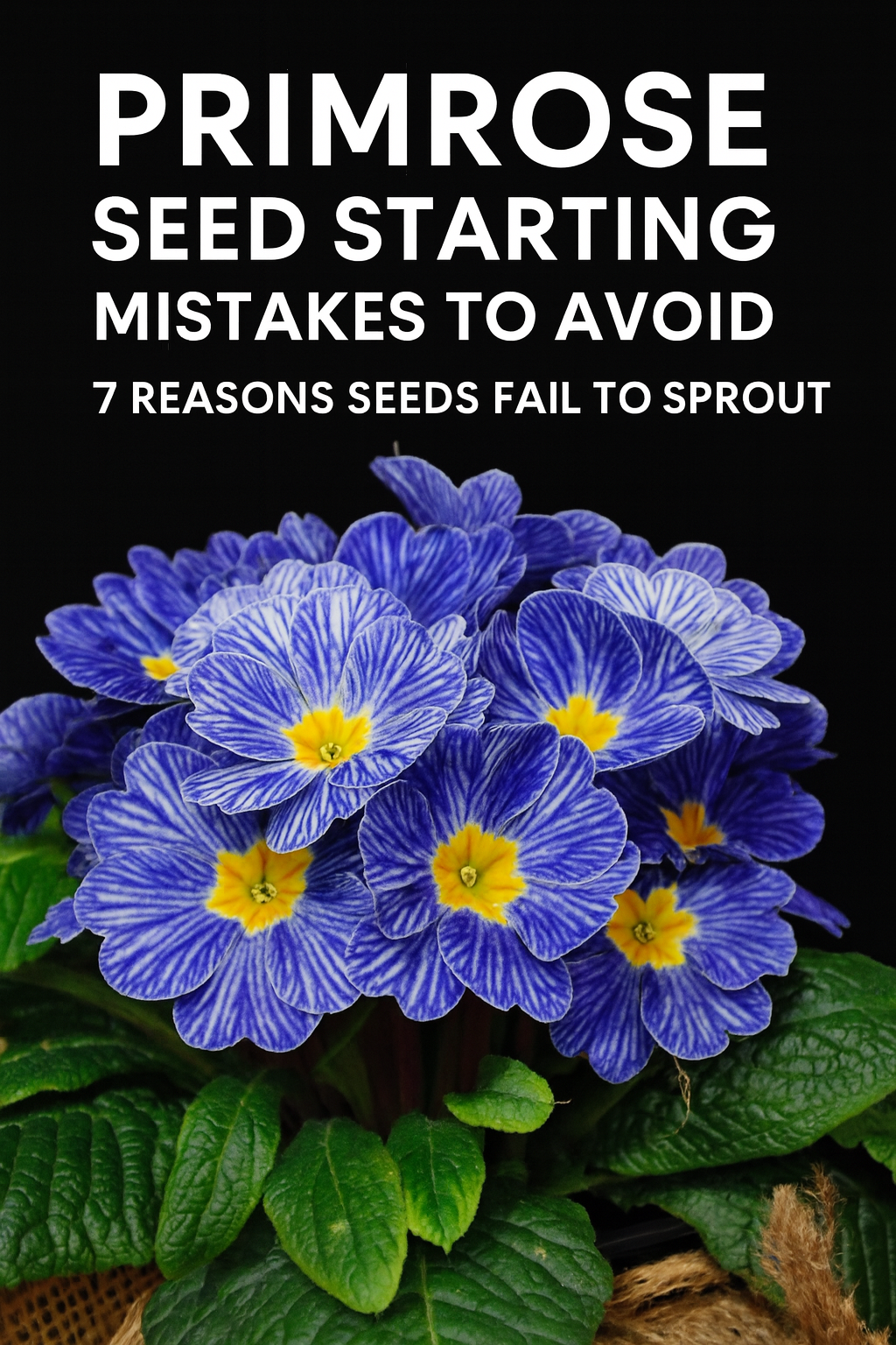 Primrose seed starting mistakes and blue primrose flowers
