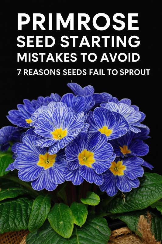 Primrose seed starting mistakes and blue primrose flowers