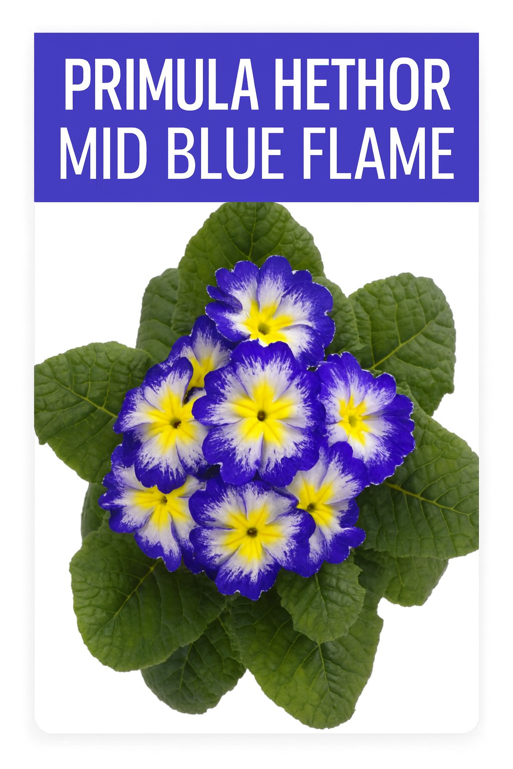 "Primrose Seeds Primula Hethor Mid Blue Flame – brilliant blue and yellow primrose flowers with lush green foliage, perfect for garden color."