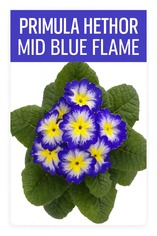"Primrose Seeds Primula Hethor Mid Blue Flame – brilliant blue and yellow primrose flowers with lush green foliage, perfect for garden color."