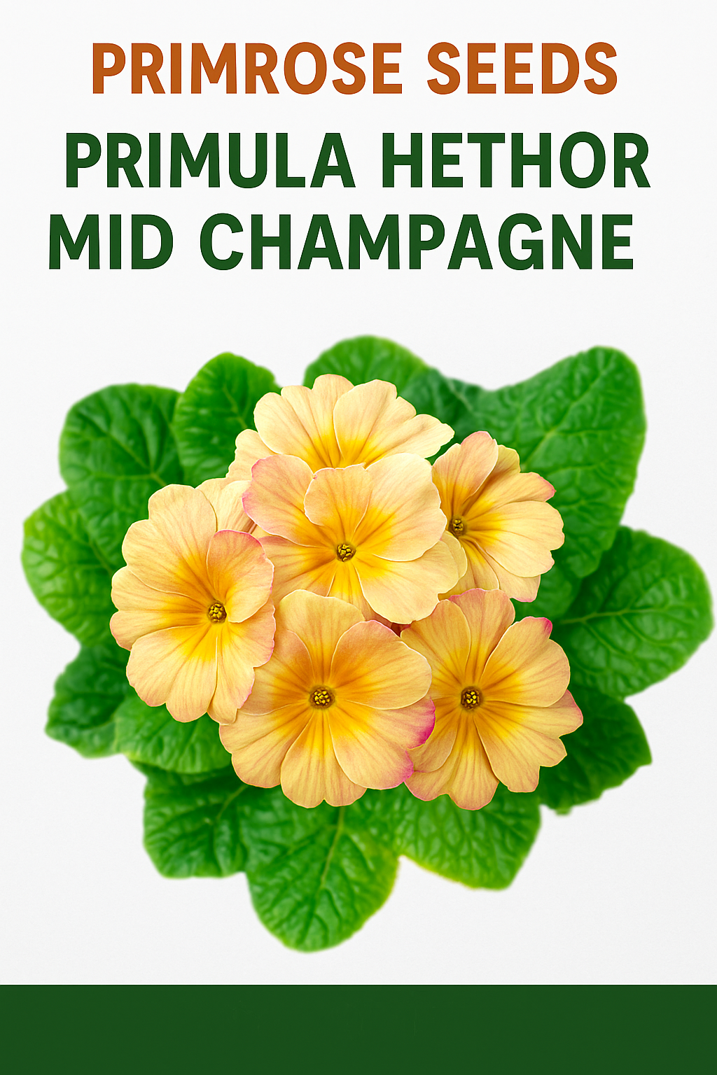 Primrose Seeds Primula Hethor Mid Champagne – delicate pastel champagne blooms with lush green foliage, perfect for spring gardens and containers